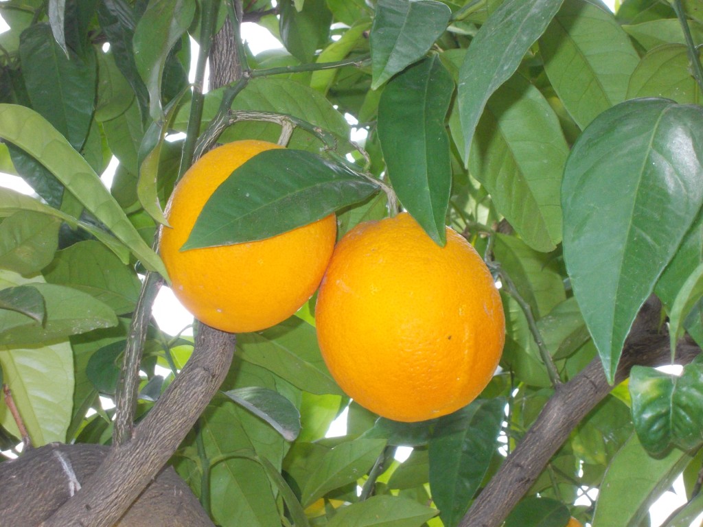 L'arancia di San giuseppe