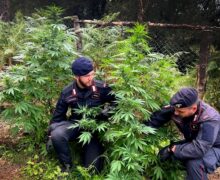 Palmi, scovate armi e piantagioni di cannabis a Santa Cristina D’Aspromonte e Oppido Mamertina