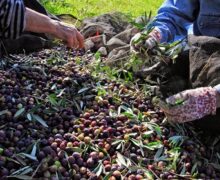 Sapia e Fortunato: «Valorizzare l’eccellenza dell’agroalimentare calabrese per il lavoro e il territorio»