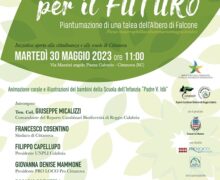 Piantumazione dell’Albero di Falcone a Cittanova per celebrare la cultura della biodiversità