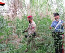 Gioia Tauro, mille piante di marijuana individuate dai Carabinieri